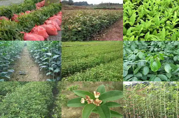 桂花木能做弹弓吗1688518224805