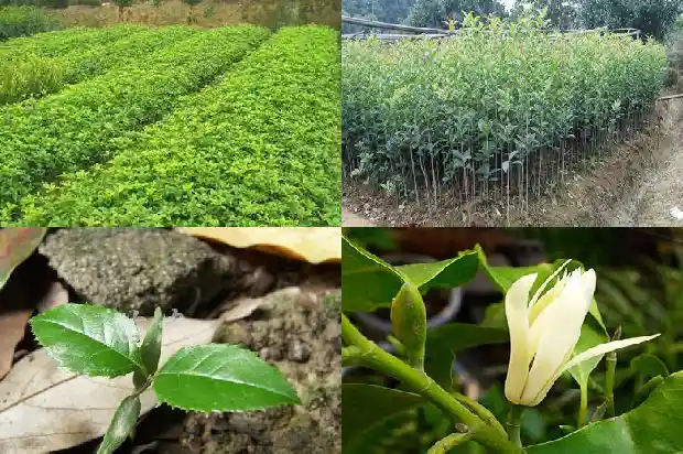 桂花树买哪个品种好养1683249118869