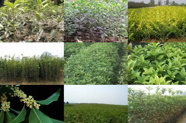 桂花树适合什么盆栽1683249184758