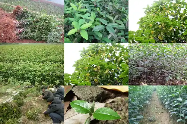 桂花树适合什么盆景1683249202235