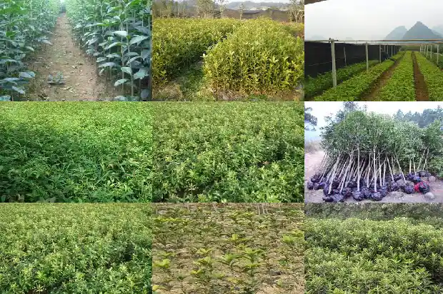 桂花树适合什么盆景1683249202283