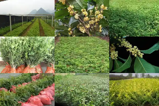家里盆栽桂花树选哪种好1683249219905
