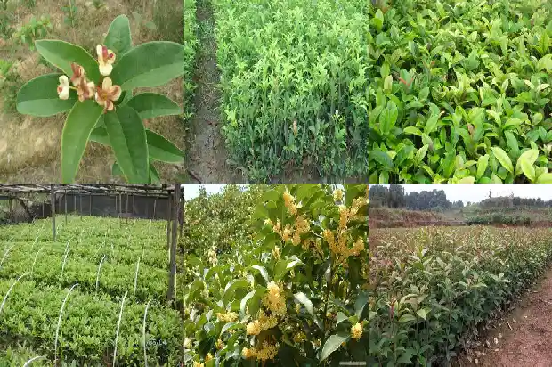 家里盆栽桂花树选哪种好1683249219953
