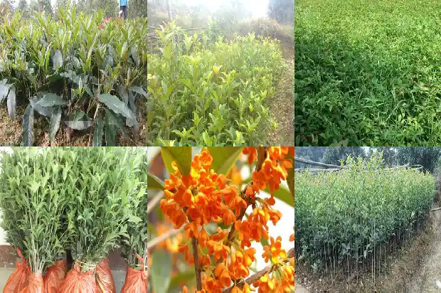 三40年的桂花树值多少1690244932862