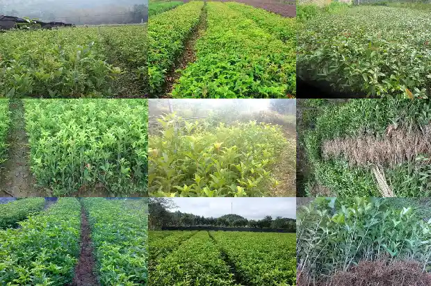桂花树栽盆里合适吗1683249242694