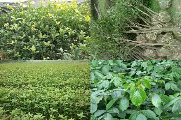 常喝桂花茶有什么好处1689035104897
