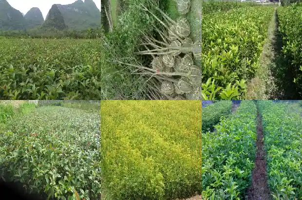 五彩桂花小苗价格多少钱一颗1690331870301