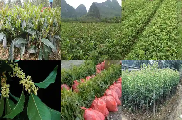 金球桂花树品种算好吗1683249258543