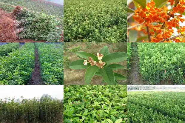 金桂花树怎么区分公母1683249294356
