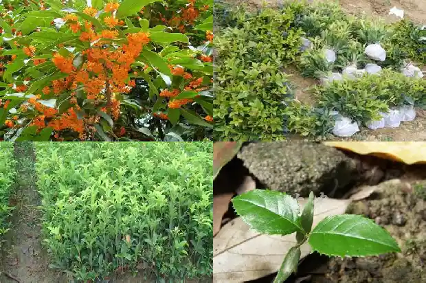 桂花树的特别之处1690591378024