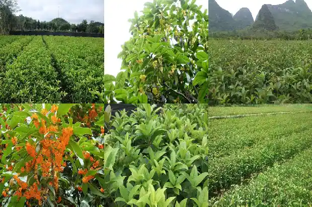 盆栽桂花树好养吗怎么养的1688792613502