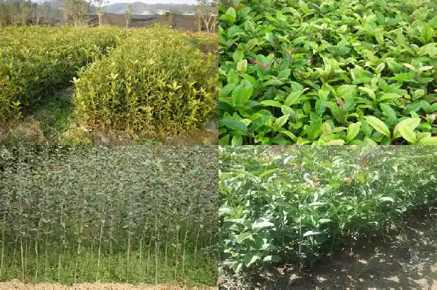 金桂花树开的花是什么样子的1683249332411