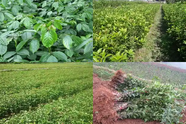 金桂花树开的花是什么样子的1683249332458