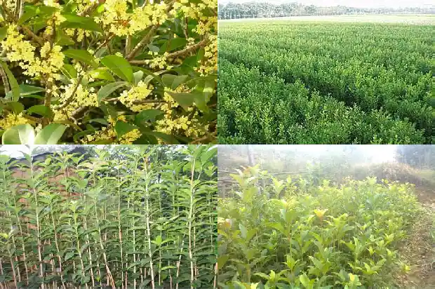 金桂花树有什么用途和功效1683249367352