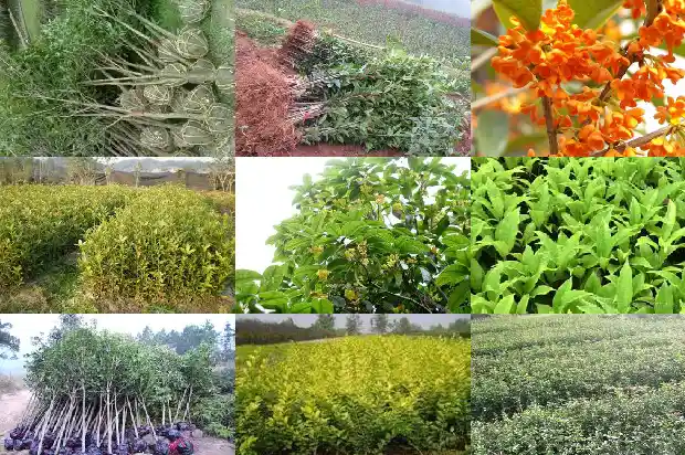 金桂花树有什么用途和功效1683249367398