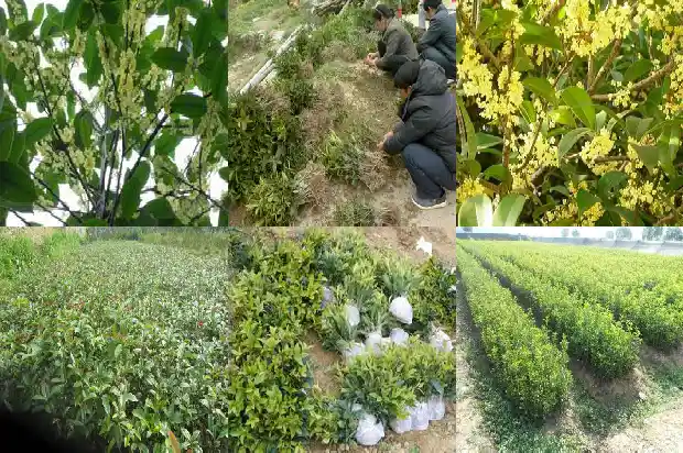 精品桂花树价格多少钱一盆啊1683249402869