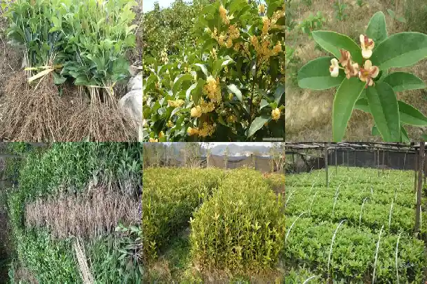 精品桂花树价格多少钱一盆啊1683249402916