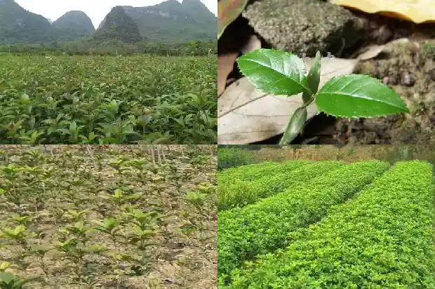 冬季桂花树移栽多久才算活1690330215243