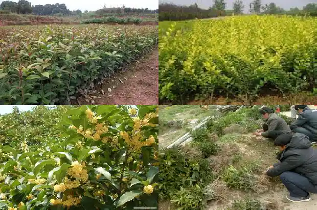 金桂花树耐寒多少度1683249500870