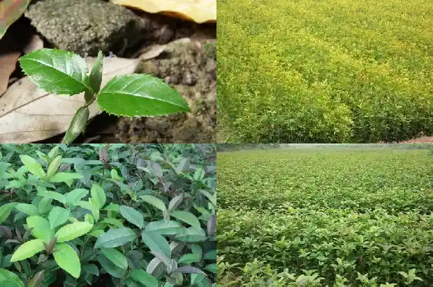 飘香的桂花树1683249544537