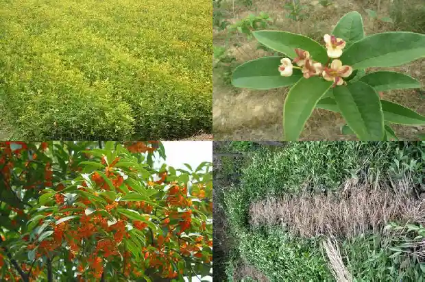 飘香的桂花树1683249544585