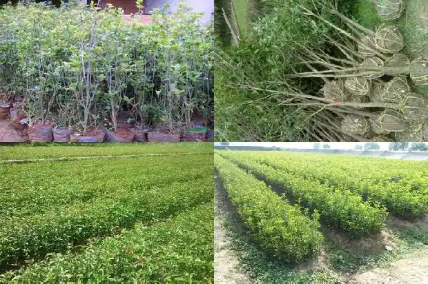 香喷喷的桂花糕1683249556338