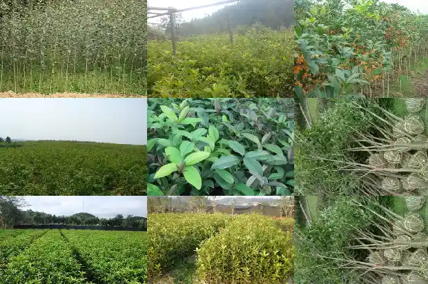 香喷喷的桂花糕1683249556385