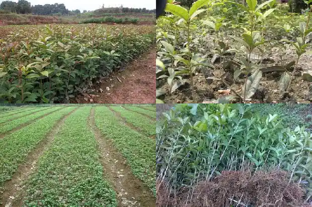 香喷喷的桂花糕1683249556431