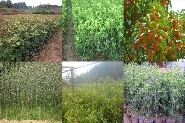 香喷喷的桂花糕1683249556477