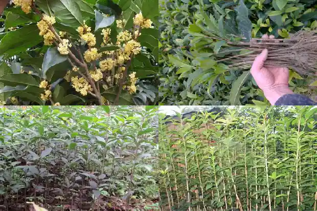 迷人的桂花树1683249564152