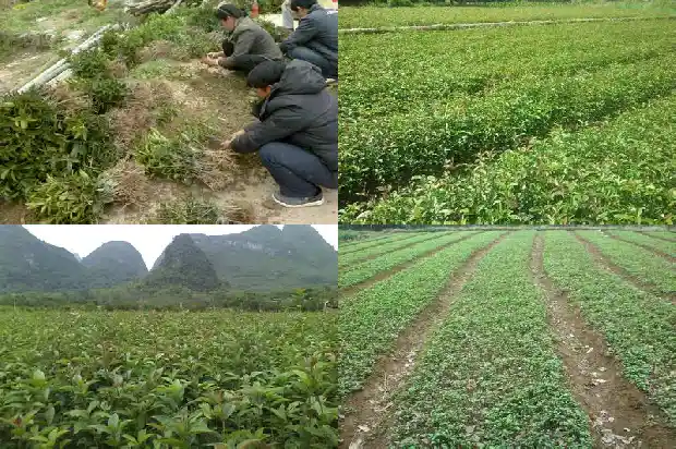 金桂花为什么一年开两次花1688861508378