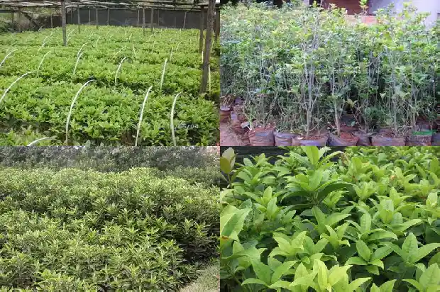 桂花树哪里买最好看1683249602161
