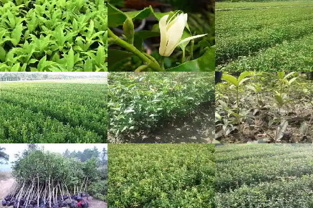 脾胃虚寒可以喝桂花吗1689312811536