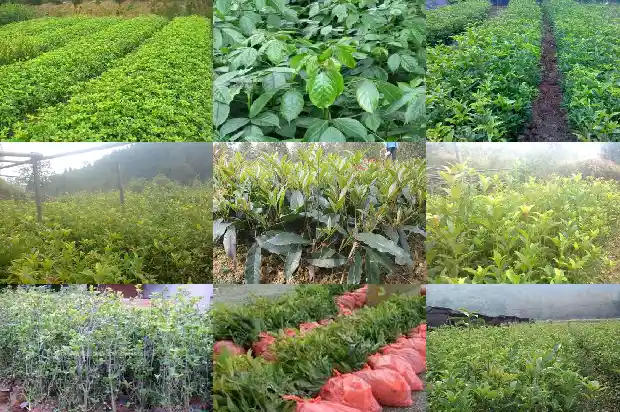 7米高桂花树多少钱一棵呀1683249635897