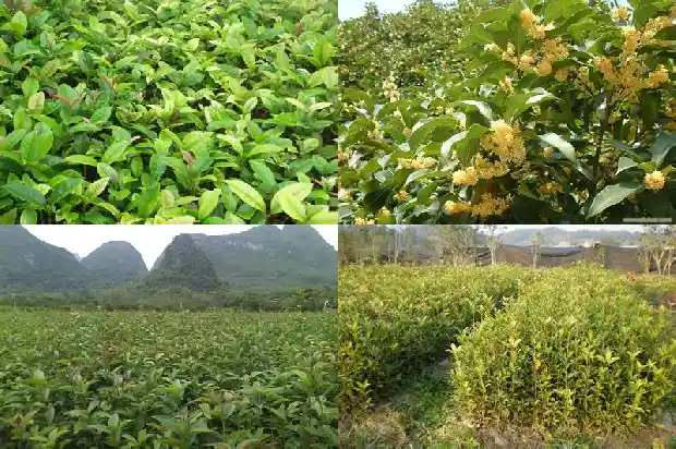 桂花树高约多少米高1683249660808