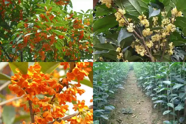 7公分桂花树要长多久1683249668520