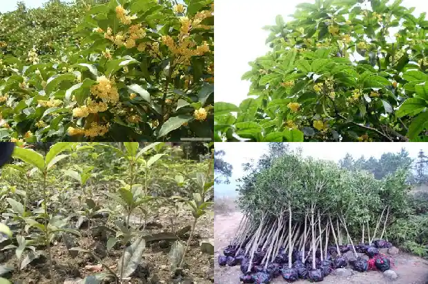 桂花树是什么味道感受是什么1683249678496