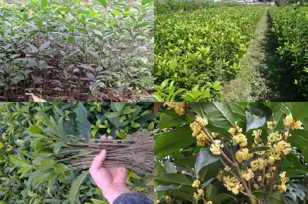 桂花树是什么味道感受是什么1683249678544