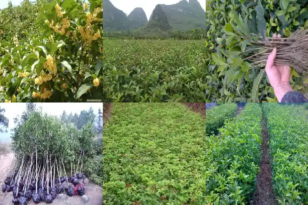 桂花树是什么味道感受是什么1683249678592
