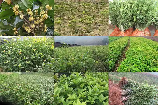 盆栽桂花怎么服盆1689208048642