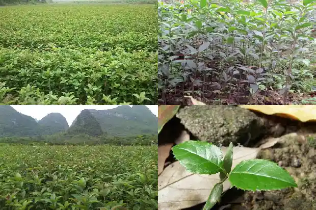 园林绿化桂花树价格多少钱一棵1683249698454