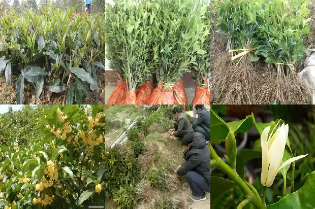 园林绿化桂花树价格多少钱一棵1683249698550