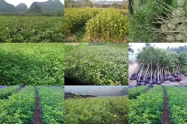 园林绿化桂花树价格多少钱1683249708693
