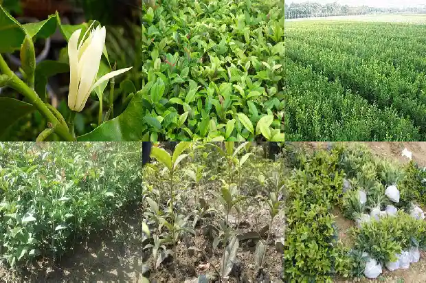 园林绿化桂花树价格多少钱1683249708741