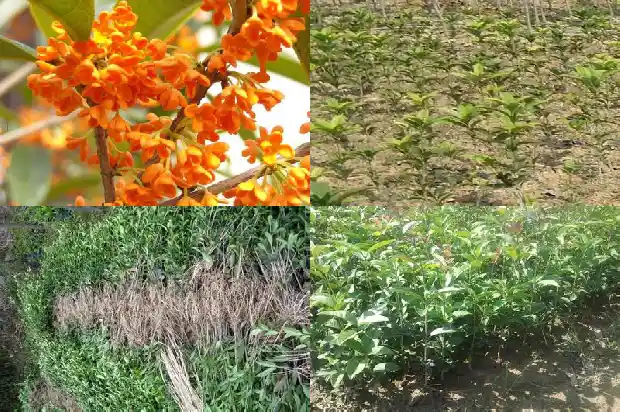 2019年桂花苗木征收价格是多少呢1683249720693