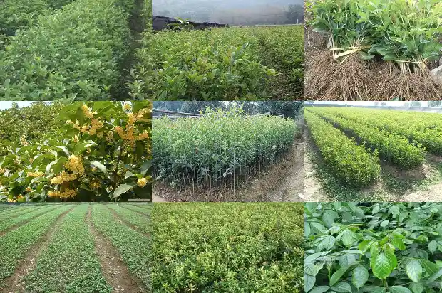 2019年桂花苗木征收价格是多少呢1683249720741