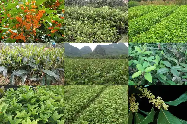 2019年桂花苗木征收价格是多少呢1683249720789
