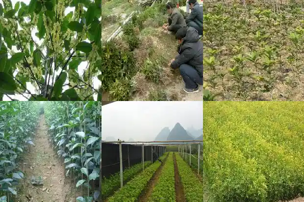 2019年桂花苗木征收价格是多少呢1683249720837