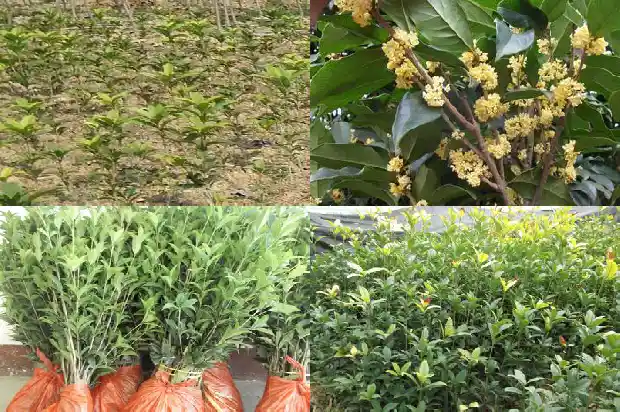 桂花树价格走势分析表最新版1683249741098