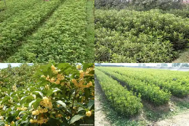 桂花的数据1683249750976